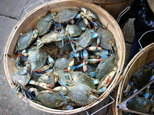 crabs in a barrel