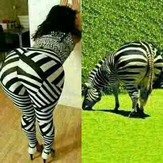 zebra  ass